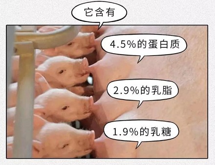 为什么没人喝猪奶?