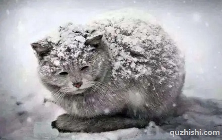 「弃猫效应」是什么意思?