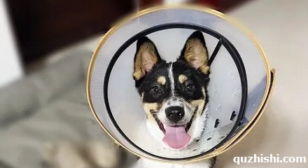「宠物防咬圈」又叫「伊丽莎白圈」?