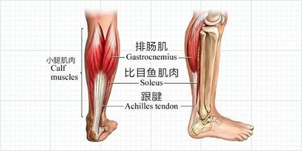 坐班抖腿有助于减肥?