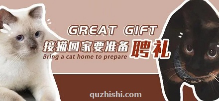 宋朝人买猫要「下聘」?
